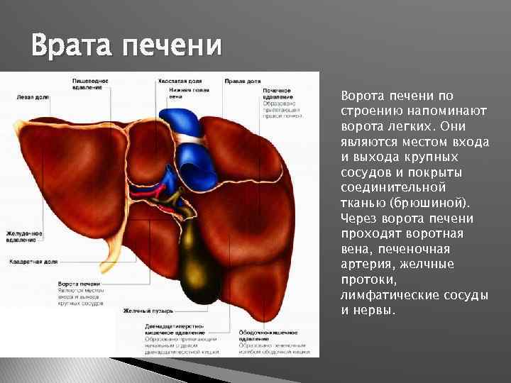 Врата печени Ворота печени по строению напоминают ворота легких. Они являются местом входа и