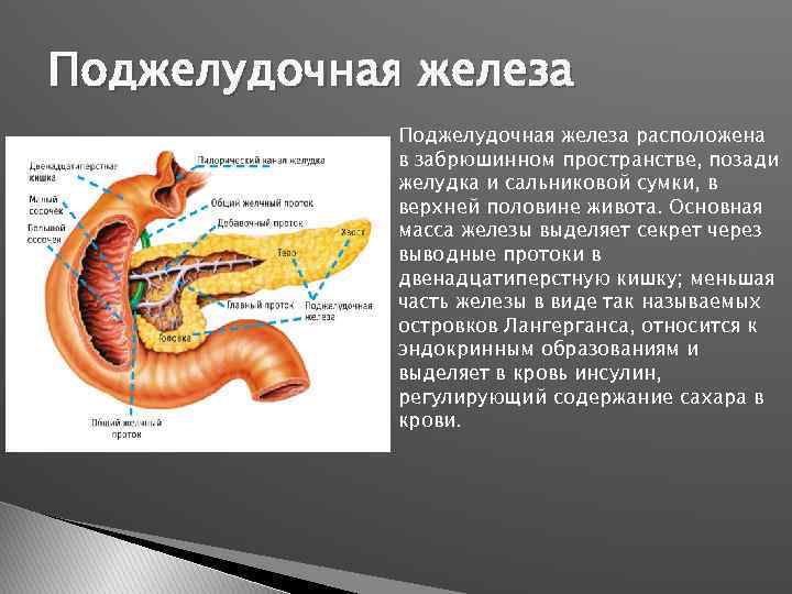 Поджелудочная железа расположена в забрюшинном пространстве, позади желудка и сальниковой сумки, в верхней половине