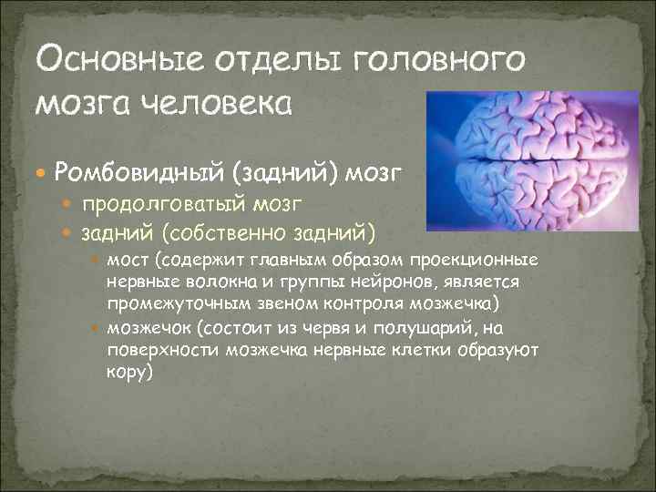 Основные отделы головного мозга человека Ромбовидный (задний) мозг продолговатый мозг задний (собственно задний) мост