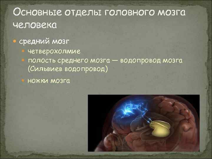 Основные отделы головного мозга человека средний мозг четверохолмие полость среднего мозга — водопровод мозга