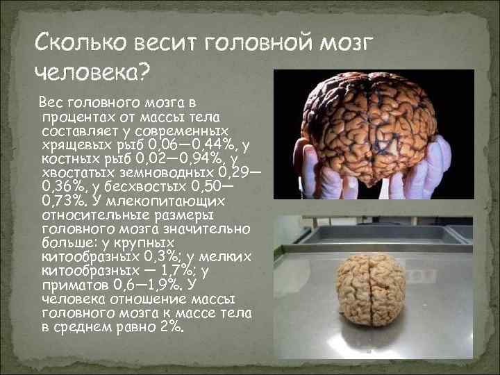 Мозг работает на процентов. Масса головного мозга. Вес головного мозга человека.