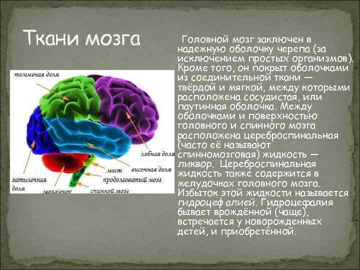 Ткань головного мозга. Мягкие ткани головного мозга. Твердая ткань мозга-.