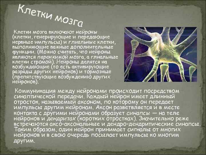 Клет ки мо зга Клетки мозга включают нейроны (клетки, генерирующие и передающие нервные импульсы)