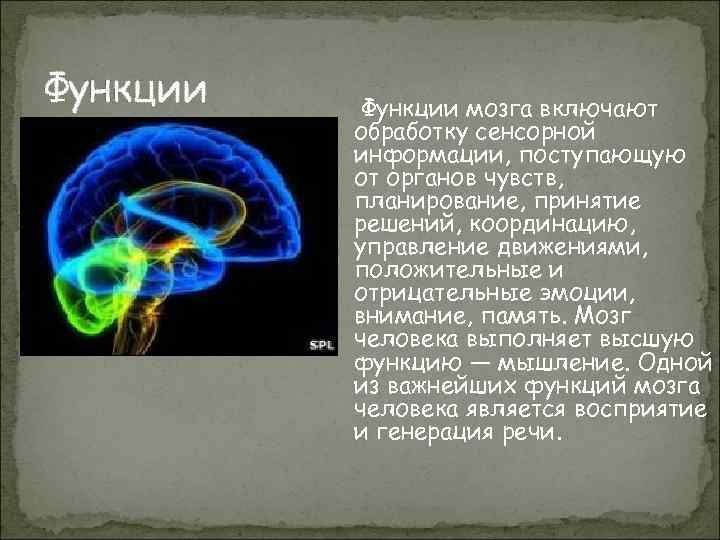 Функции мозга включают обработку сенсорной информации, поступающую от органов чувств, планирование, принятие решений, координацию,