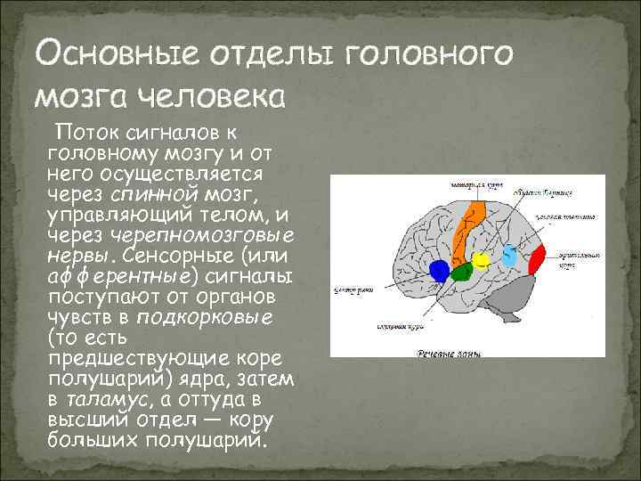 Основные отделы головного мозга человека Поток сигналов к головному мозгу и от него осуществляется