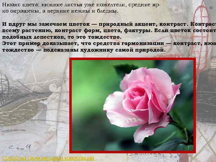 Нюанс цвета: нижние листья уже пожелтели, средние ярко окрашены, а верхние нежны и бледны.