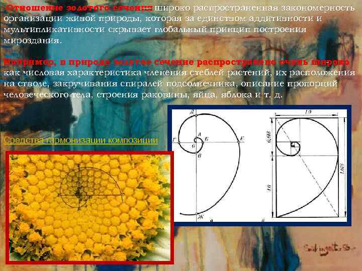 Отношение золотого сечения широко распространенная закономерность — организации живой природы, которая за единством аддитивности