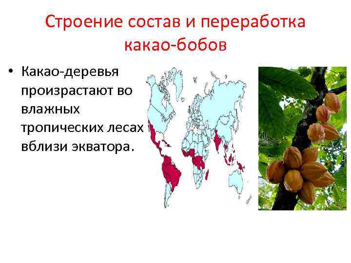 Строение состав и переработка какао-бобов • Какао-деревья произрастают во влажных тропических лесах вблизи экватора.