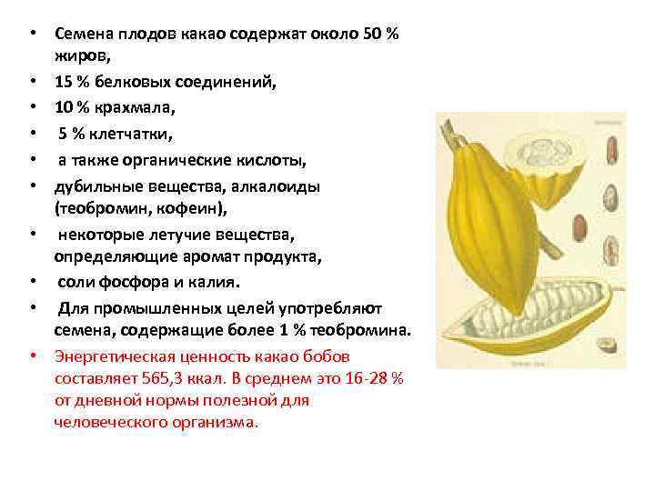  • Семена плодов какао содержат около 50 % жиров, • 15 % белковых