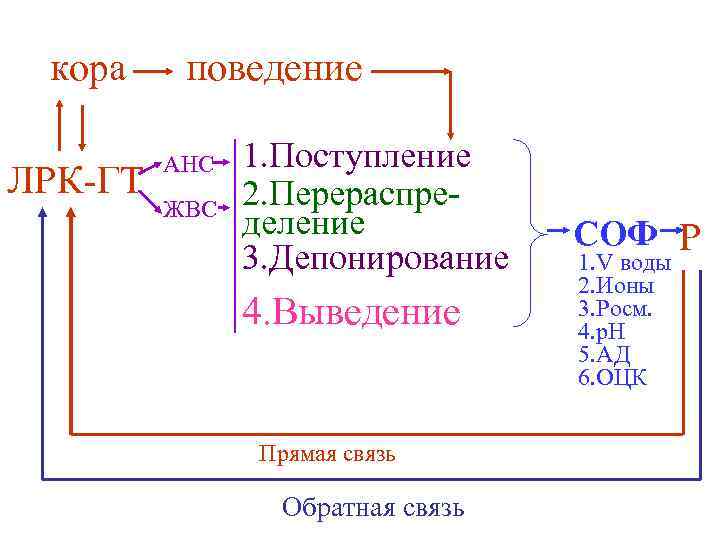кора ЛРК-ГТ поведение АНС ЖВС 1. Поступление 2. Перераспределение 3. Депонирование 4. Выведение Прямая