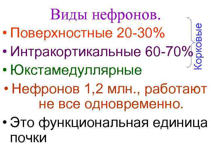 Корковые Виды нефронов. • Поверхностные 20 30% • Интракортикальные 60 70% • Юкстамедуллярные •