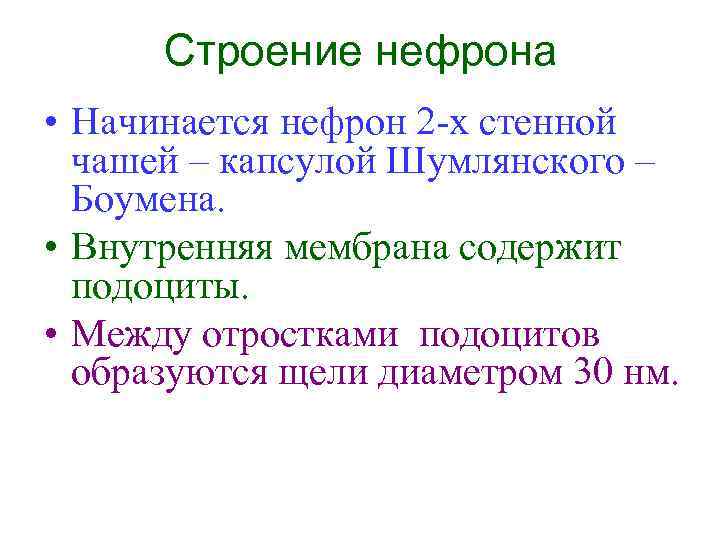 Строение нефрона • Начинается нефрон 2 -х стенной чашей – капсулой Шумлянского – Боумена.