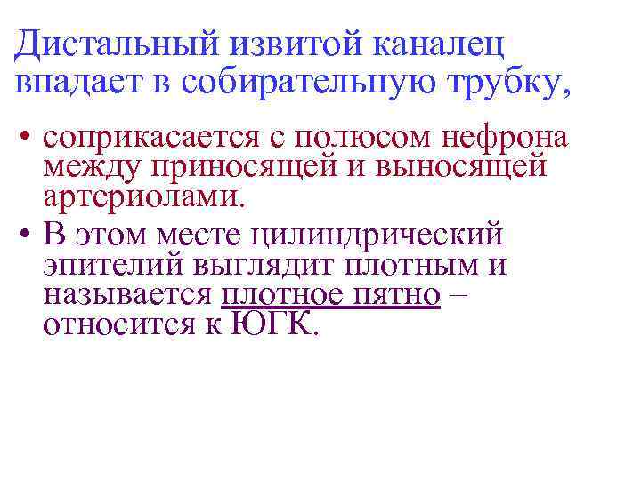 Дистальный извитой каналец впадает в собирательную трубку, • соприкасается с полюсом нефрона между приносящей