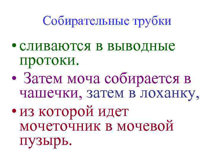 Собирательные трубки • сливаются в выводные протоки. • Затем моча собирается в чашечки, затем