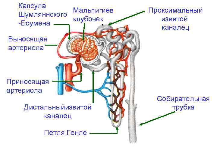 Капсула Мальпигиев Шумляннского клубочек Боумена Проксимальный извитой каналец Выносящая артериола Приносящая артериола Дистальныйизвитой каналец