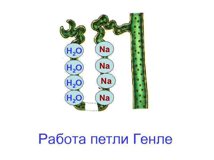 Н 2 О Na Работа петли Генле 
