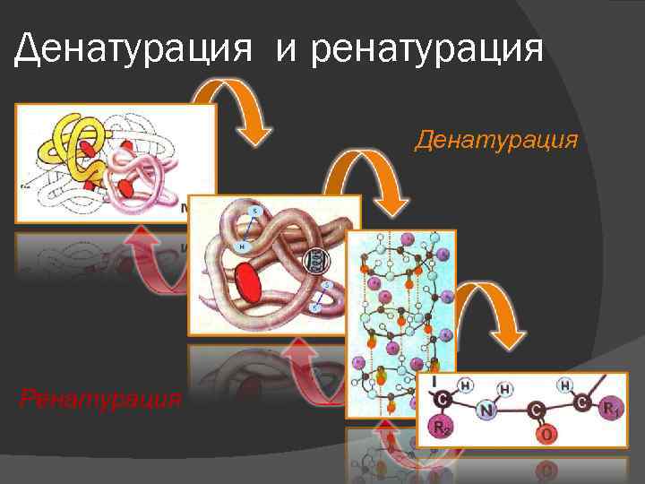 Денатурация и ренатурация Денатурация Ренатурация 