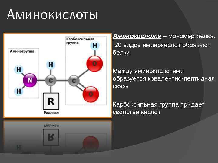 Аминокислоты Аминокислота – мономер белка. 20 видов аминокислот образуют белки Между аминокислотами образуется ковалентно-пептидная