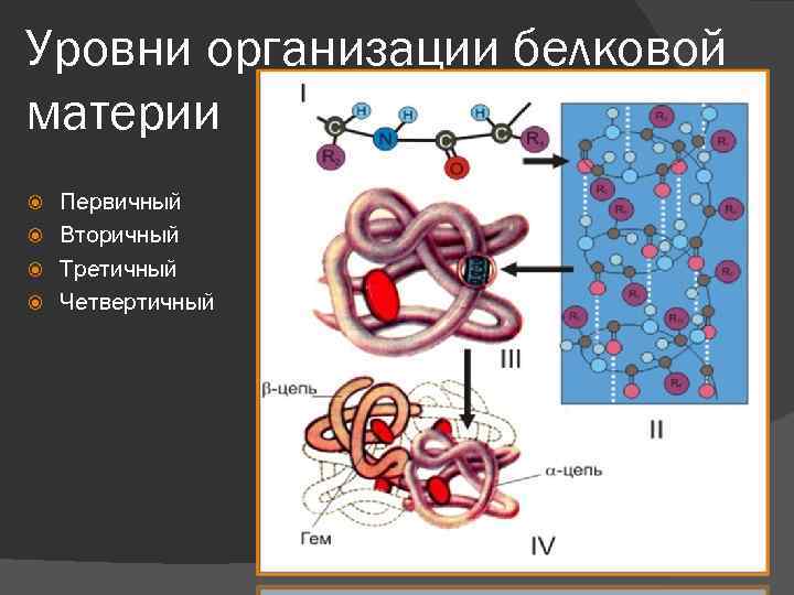 Уровни организации белковой материи Первичный Вторичный Третичный Четвертичный 