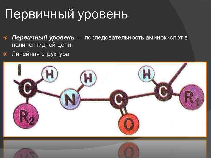 Первичный уровень – последовательность аминокислот в полипептидной цепи. Линейная структура 