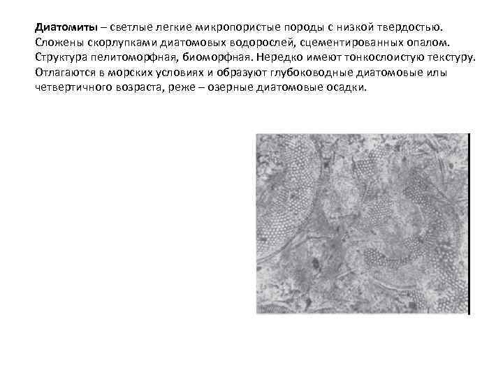 Диатомиты – светлые легкие микропористые породы с низкой твердостью. Сложены скорлупками диатомовых водорослей, сцементированных