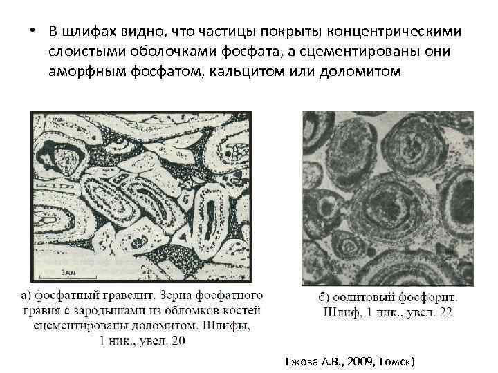  • В шлифах видно, что частицы покрыты концентрическими слоистыми оболочками фосфата, а сцементированы