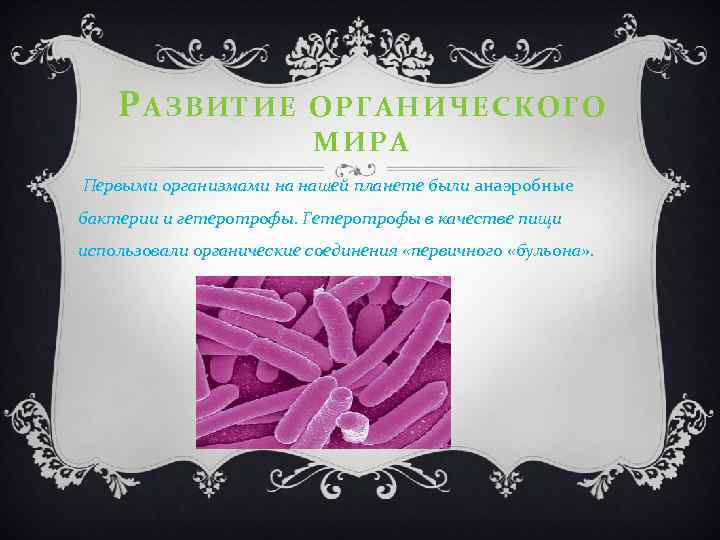 РАЗВИТИЕ ОРГАНИЧЕСКОГО МИРА Первыми организмами на нашей планете были анаэробные бактерии и гетеротрофы. Гетеротрофы