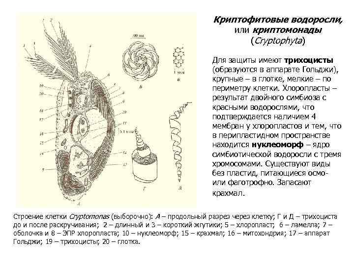 Криптофитовые водоросли, или криптомонады (Cryptophyta) Для защиты имеют трихоцисты (образуются в аппарате Гольджи), крупные