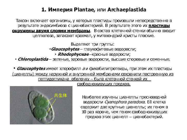 1. Империя Plantae, или Archaeplastida Таксон включает организмы, у которых пластиды произошли непосредственно в