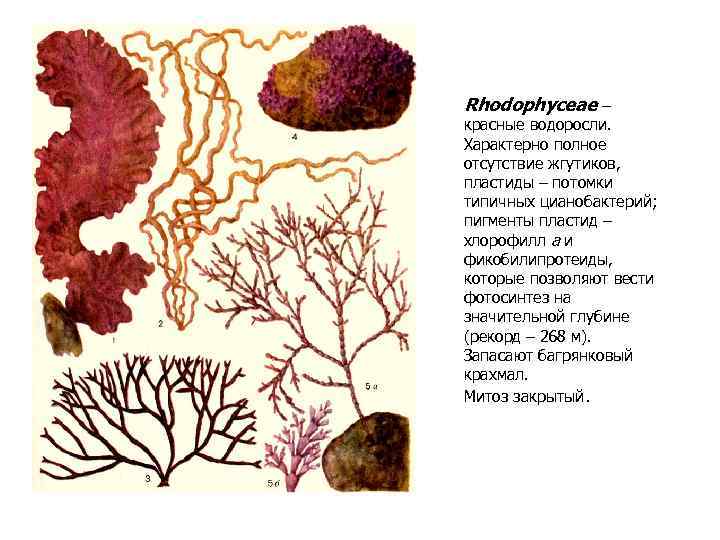 Rhodophyceae – красные водоросли. Характерно полное отсутствие жгутиков, пластиды – потомки типичных цианобактерий; пигменты