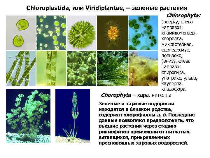 Chloroplastida, или Viridiplantae, – зеленые растения Chlorophyta: (вверху, слева направо): хламидомонада, хлорелла, микрастериас, сценедесмус,