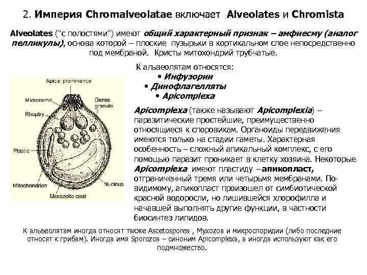 2. Империя Chromalveolatae включает Alveolates и Chromista Alveolates ("с полостями") имеют общий характерный признак