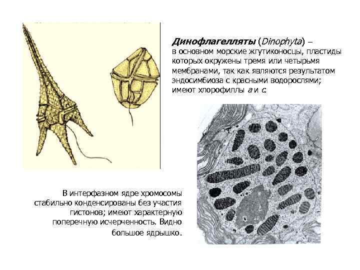 Динофлагелляты (Dinophyta) – в основном морские жгутиконосцы, пластиды которых окружены тремя или четырьмя мембранами,