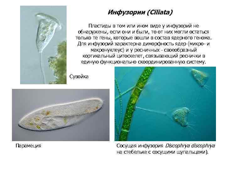 Инфузории (Ciliata) Пластиды в том или ином виде у инфузорий не обнаружены, если они