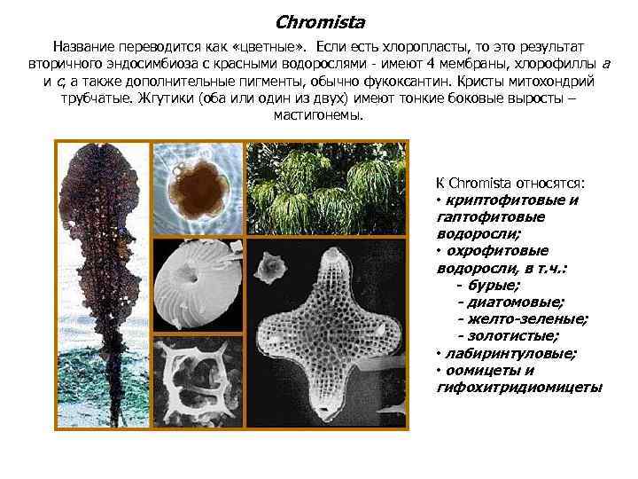 Chromista Название переводится как «цветные» . Если есть хлоропласты, то это результат вторичного эндосимбиоза