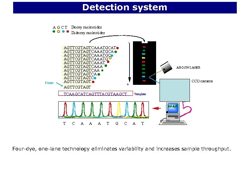 Detection system AGCT Deoxy nucleotides Dideoxy nucleotides - Primer AGTTCGTAGTCAAATGCAT AGTTCGTAGTCAAATGCA AGTTCGTAGTCAAATGC AGTTCGTAGTCAAATG AGTTCGTAGTCAAAT