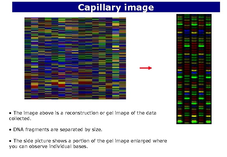 Capillary image • The image above is a reconstruction or gel image of the