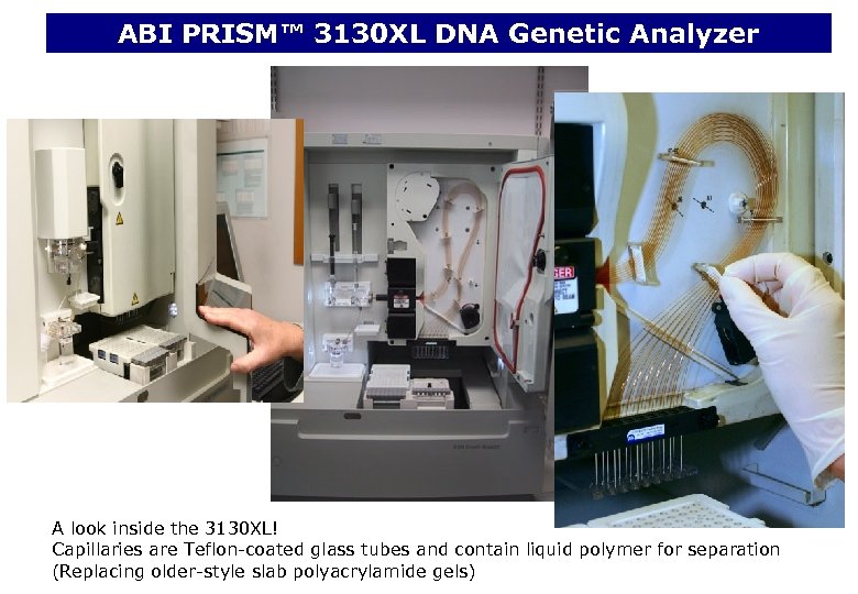 ABI PRISM™ 3130 XL DNA Genetic Analyzer A look inside the 3130 XL! Capillaries