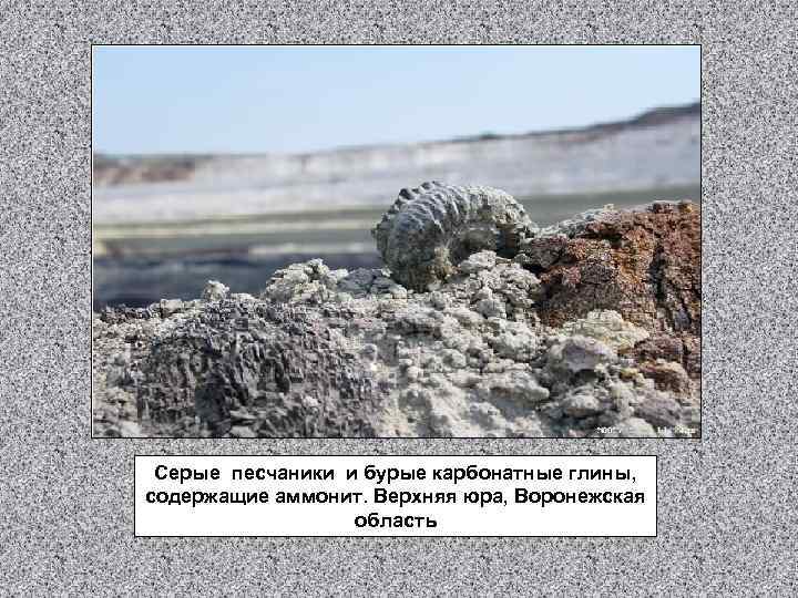 Серые песчаники и бурые карбонатные глины, содержащие аммонит. Верхняя юра, Воронежская область 