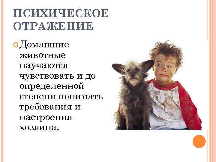 ПСИХИЧЕСКОЕ ОТРАЖЕНИЕ Домашние животные научаются чувствовать и до определенной степени понимать требования и настроения