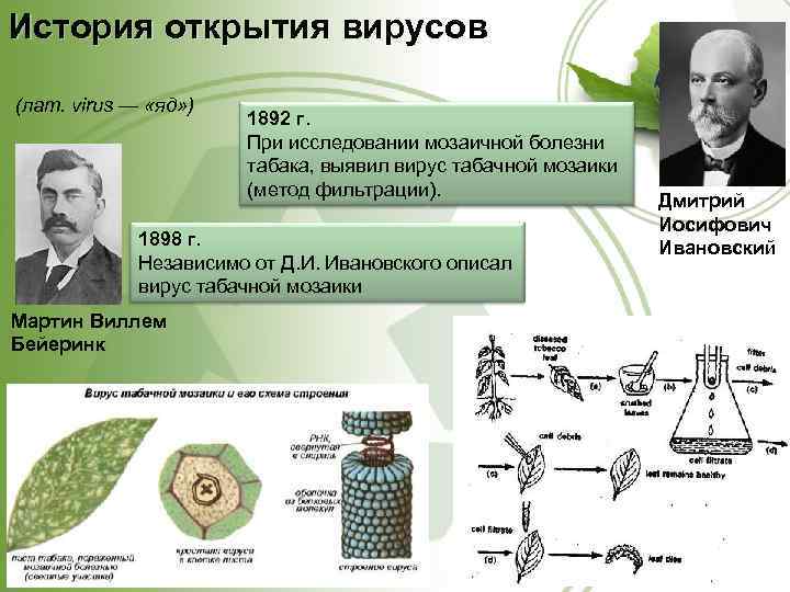 История открытия вирусов (лат. virus — «яд» ) 1892 г. При исследовании мозаичной болезни