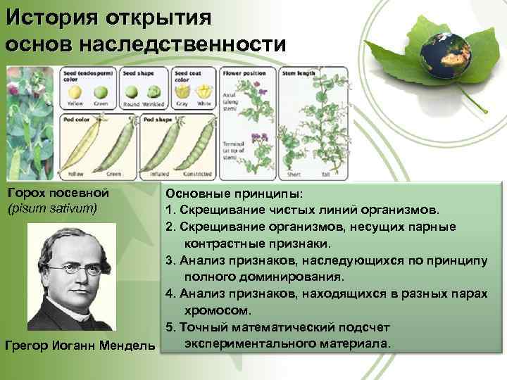 История открытия основ наследственности Горох посевной (pisum sativum) Основные принципы: 1. Скрещивание чистых линий