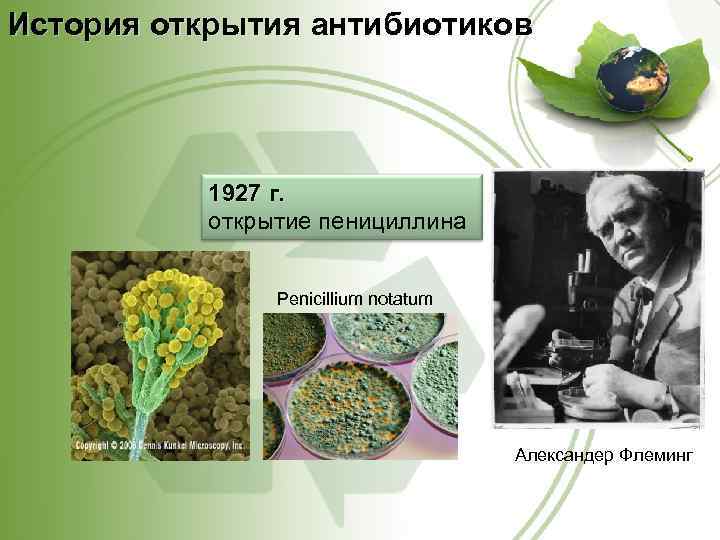 История открытия антибиотиков 1927 г. открытие пенициллина Penicillium notatum Александер Флеминг 