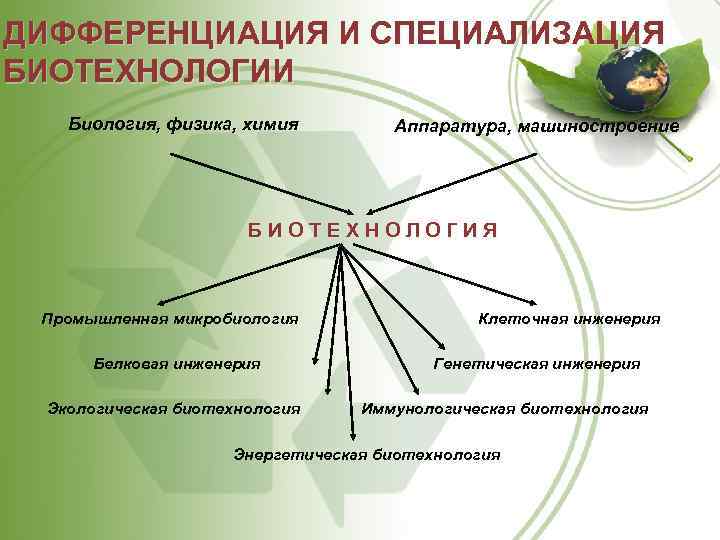 ДИФФЕРЕНЦИАЦИЯ И СПЕЦИАЛИЗАЦИЯ БИОТЕХНОЛОГИИ Биология, физика, химия Аппаратура, машиностроение БИОТЕХНОЛОГИЯ Промышленная микробиология Белковая инженерия