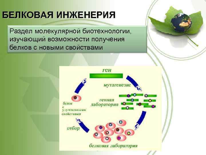 БЕЛКОВАЯ ИНЖЕНЕРИЯ Раздел молекулярной биотехнологии, изучающий возможности получения белков с новыми свойствами 