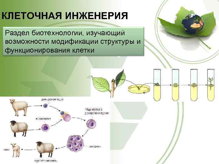 КЛЕТОЧНАЯ ИНЖЕНЕРИЯ Раздел биотехнологии, изучающий возможности модификации структуры и функционирования клетки 