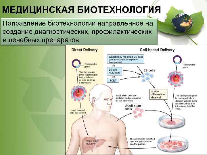 МЕДИЦИНСКАЯ БИОТЕХНОЛОГИЯ Направление биотехнологии направленное на создание диагностических, профилактических и лечебных препаратов 