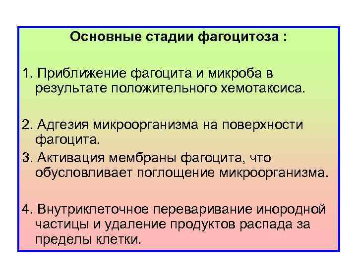 Основные стадии фагоцитоза : 1. Приближение фагоцита и микроба в результате положительного хемотаксиса. 2.