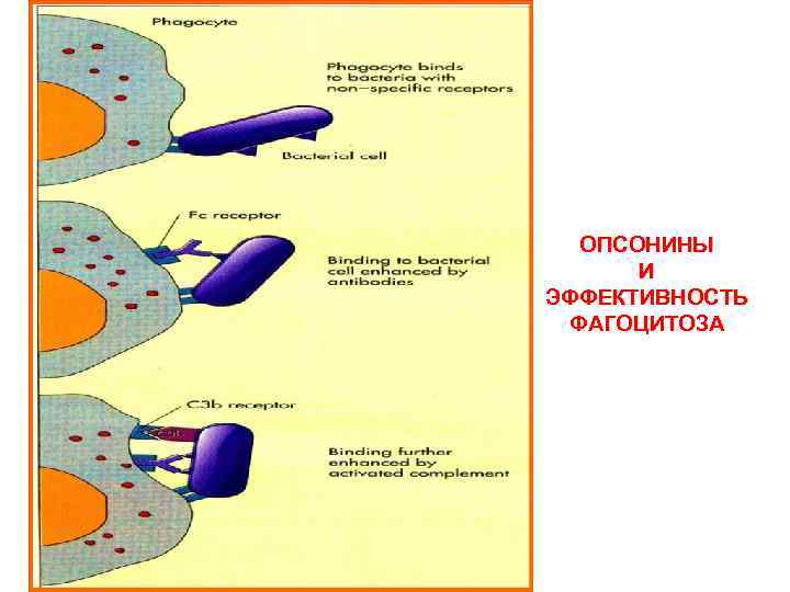 ОПСОНИНЫ И ЭФФЕКТИВНОСТЬ ФАГОЦИТОЗА 