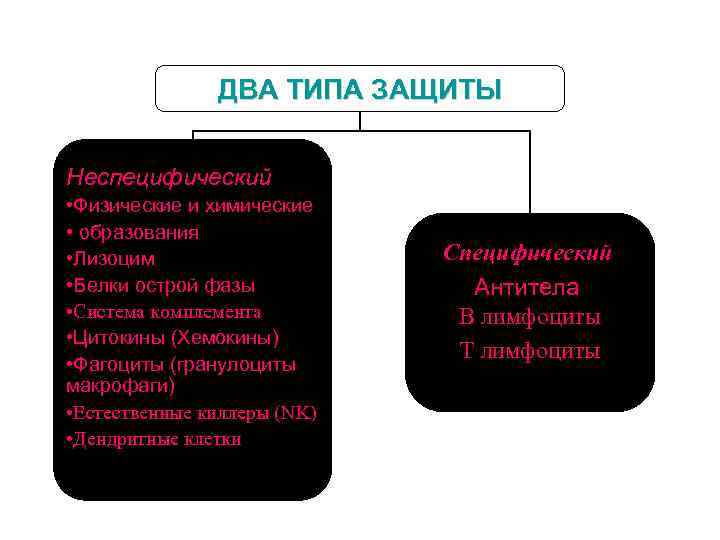 ДВА TИПА ЗАЩИТЫ Неспецифический • Физические и химические • образования • Лизоцим • Белки